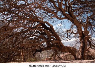 A Beautiful Shot Of A Twisted, Old Tree In A Forest During The Day