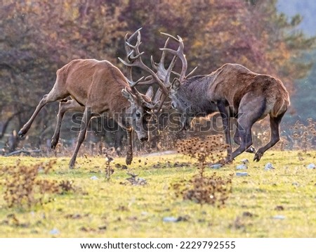 A beautiful shot of two deers fighting in a field 