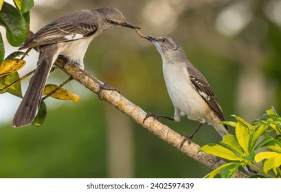 A beautiful shot of two Northern Mockingbird with a worm in its mouth