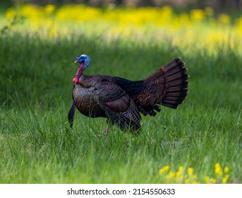 A Beautiful Shot Of A Wild Turkey In A Green Field During The Day