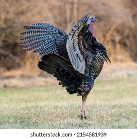 A Beautiful Shot Of A Wild Turkey Preparing To Fly In A Field