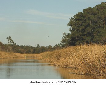  Beautiful Shot Of Wildlife (wild Ducks) And Nature In Southeast Louisiana.