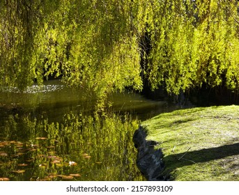 A Beautiful Shot Of A Willow Tree Over The Pond