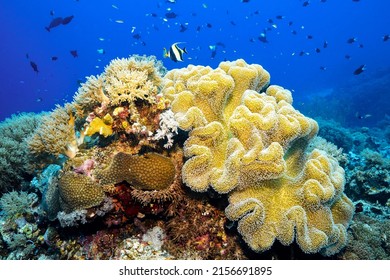 Beautiful Shot Yellow Natural Reefs Underwater Stock Photo 2156691895 ...