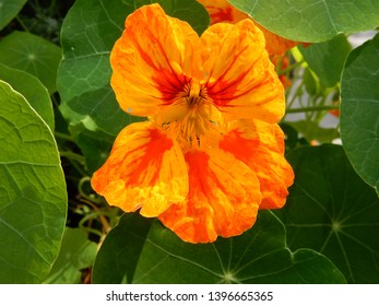 beautiful shots of flowers in the summertime - Shutterstock ID 1396665365