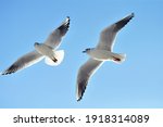 Beautiful shots of a seagull flying in the sky