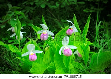 Beautiful Showy Lady's-slipper - Cypripedium reginae - AKA Pink-and-white Lady's-slipper or the Queen's Lady's-slipper - Minnesota State Flower - pink and white on green natural background
