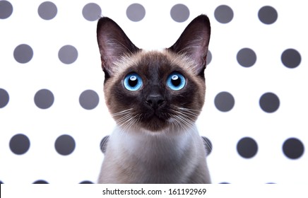 Beautiful Siamese Cat. 