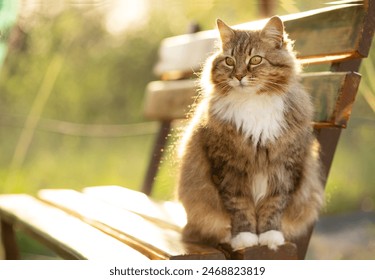 beautiful Siberian cat walking in rural yard, sitting on wooden bench, cat summer portrait - Powered by Shutterstock