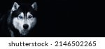 Beautiful Siberian Husky dog with blue eyes on black background.Banner. Copy space for text.Black and white photography