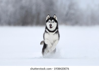 Beautiful Siberian Husky dog walks on the field in the snow - Powered by Shutterstock