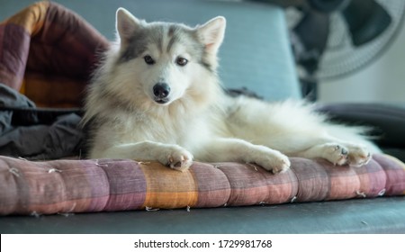 Husky Mix Dog Images Stock Photos Vectors Shutterstock