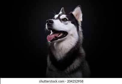 Beautiful siberian husky. Pedigree dog. Beautiful husky dog looking at the camera