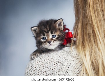 Beautiful Siberian kitten with red bow sits on the blond girl's shoulder 