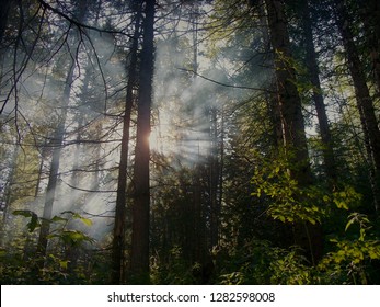 Beautiful Siberian taiga in the summer. Tall firs and cedars in the taiga on the background of the summer sky. The sun's rays penetrate the thick taiga. Thick clouds over the trees in the hot summer.