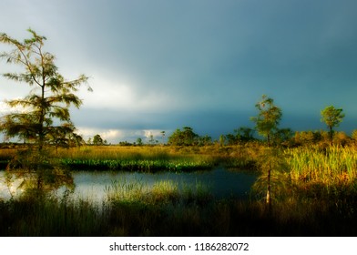 Beautiful side lighting through afternoon storm clouds lights up marshes and cypress along a pond in Big Cypress Preserve, Florida.