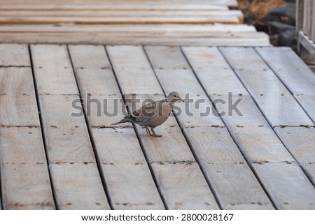 A beautiful side profile of a Eurasian collared dove as it carefully steps across a wooden planked floor. The neutral tones of the bird blend harmoniously with the organic textures of the weathered timber.