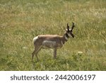 Beautiful side profile of a peninsular pronghorn antelope in a field.