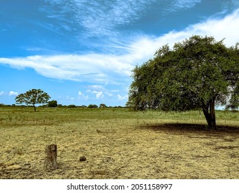 A Beautiful Side Of Savana Baluran At Summer 2019