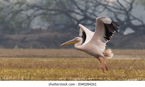 A beautiful side view of a flying Great white pelican or Rosy pelican (Pelecanus onocrotalus) in a blurred background at Keoladeo National Park, Bharatpur, Rajasthan, India