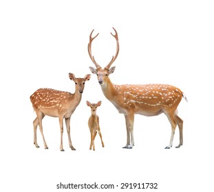 beautiful sika deer family  isolated on white background