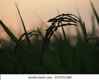 稲穂 シルエット Stock Photos Images Photography Shutterstock