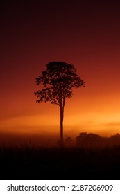 Beautiful Silhouette Of A Gum Tree At Sunrise 