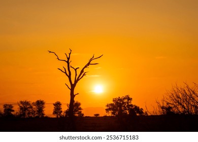 beautiful silhouette at sunset time of a barren tree and the african wild - Powered by Shutterstock