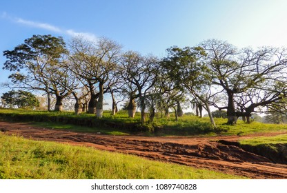 Beautiful Silk Floss Trees At Juan Domingo Peron Park (Paso De Los Libres, Argentina)