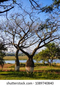 Beautiful Silk Floss Trees At Juan Domingo Peron Park, Uruguay River In The Background (Paso De Los Libres, Argentina)