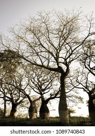 Beautiful Silk Floss Trees At Juan Domingo Peron Park (Paso De Los Libres, Argentina)