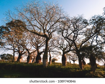 Beautiful Silk Floss Trees At Juan Domingo Peron Park (Paso De Los Libres, Argentina)