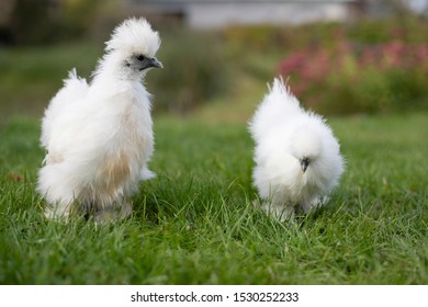 A Beautiful Silkie (silky) Chicken On A Grass Background