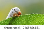 A beautiful silkworm eating leave, with a soft forest background.