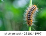 A beautiful silkworm eating leave, with a soft forest background creating a beautiful view