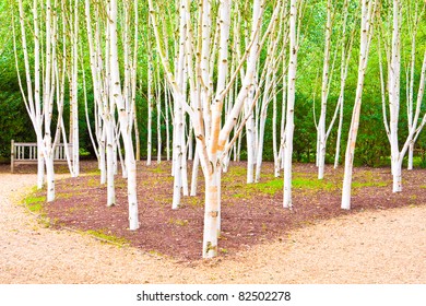 A Beautiful Silver Birch Woodland Scene