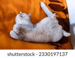 Beautiful silver british shorthair cat sleeps in a funny position on a bedspread.