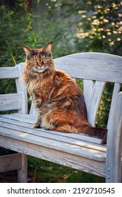 Beautiful Silver Maine Coon Cat Sit On A White Bench In The Sunny Summer Park.