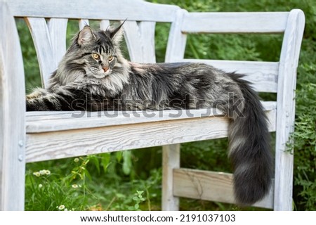 Beautiful silver Maine Coon cat lies on a white bench in the summer park.