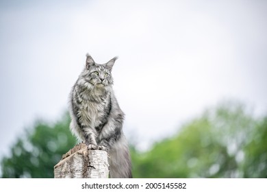 beautiful silver tabby maine coon cat sitting on birch tree stump outdoors observing nature from elevated viewpoint with copy space - Powered by Shutterstock