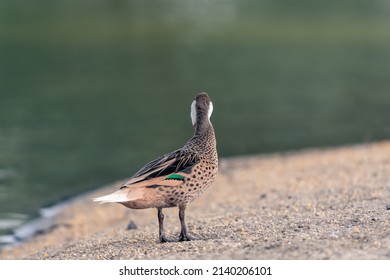 Beautiful Silver Teal In The Morning