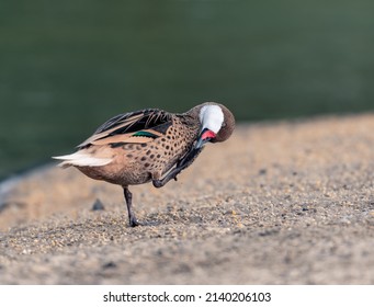 Beautiful Silver Teal In The Morning