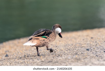 Beautiful Silver Teal In The Morning