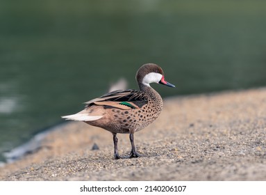 Beautiful Silver Teal In The Morning