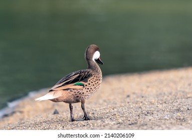 Beautiful Silver Teal In The Morning