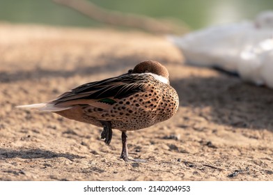 Beautiful Silver Teal On One Leg