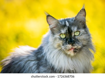 beautiful silver tortoiseshell maine coon cat looking at camera in front of yellow background outdoors