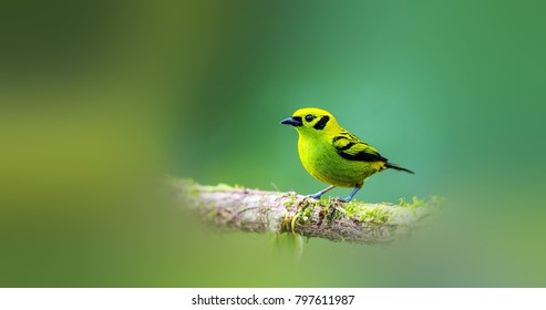 Beautiful Silver-throated Tanager - Shutterstock ID 797611987