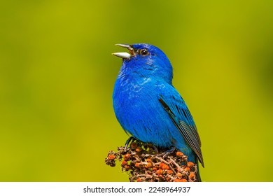 Beautiful Singing Indigo Blue Bunting  - Shutterstock ID 2248964937