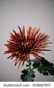 Beautiful Single Dark Red With Yellow Tender Carmella Chrysanthemum Flower On The Grey Wall Background, Close Up View